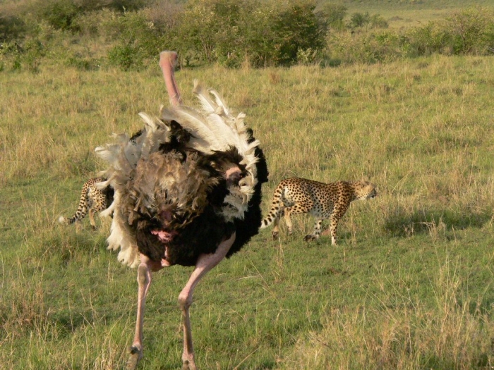 beautiful dangerous animal attacks Ostrich-chasing-off-cheetah