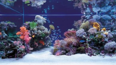 beautiful fish tank with under sea design ideas How to Decorate Your Boring Fish Tank - 7