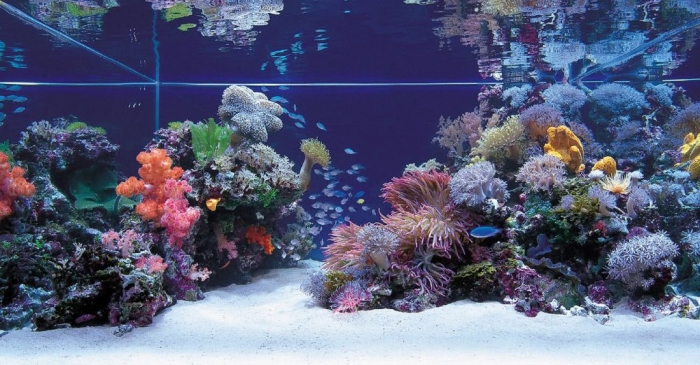 beautiful fish tank with under sea design ideas How to Decorate Your Boring Fish Tank - aquarium 1