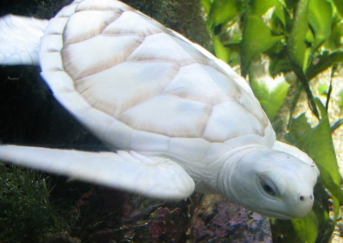 beyaz Do the White Turtles Really Exist on Earth?
