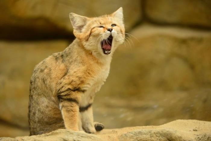 big_thumb_c9406ee8de5bcbbf6099ff692b129a79 Why Is the Sand Cat the Strongest Cat on Earth?