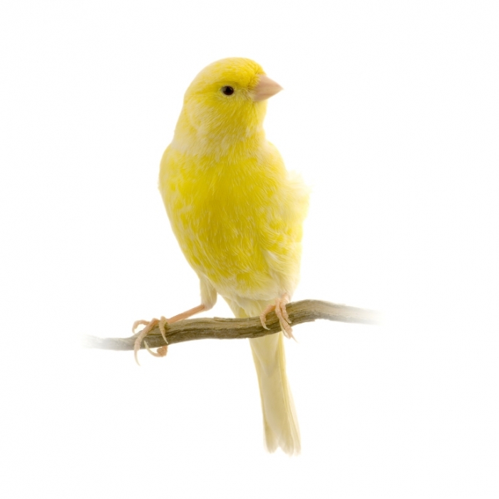 bigstockphoto_yellow_canary_on_its_perch_1206762
