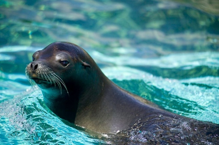Is It “Sea Lions Or Sea Bears” You Have to Decide 2 california_sea_lion
