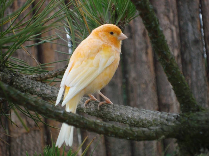 “ Canary” The Bird of Kings, Rich People & Miners 11 canary-factor-bird-best-HD-wallpaper-1024x768