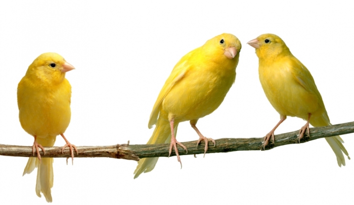 “ Canary” The Bird of Kings, Rich People & Miners 5 canary_2