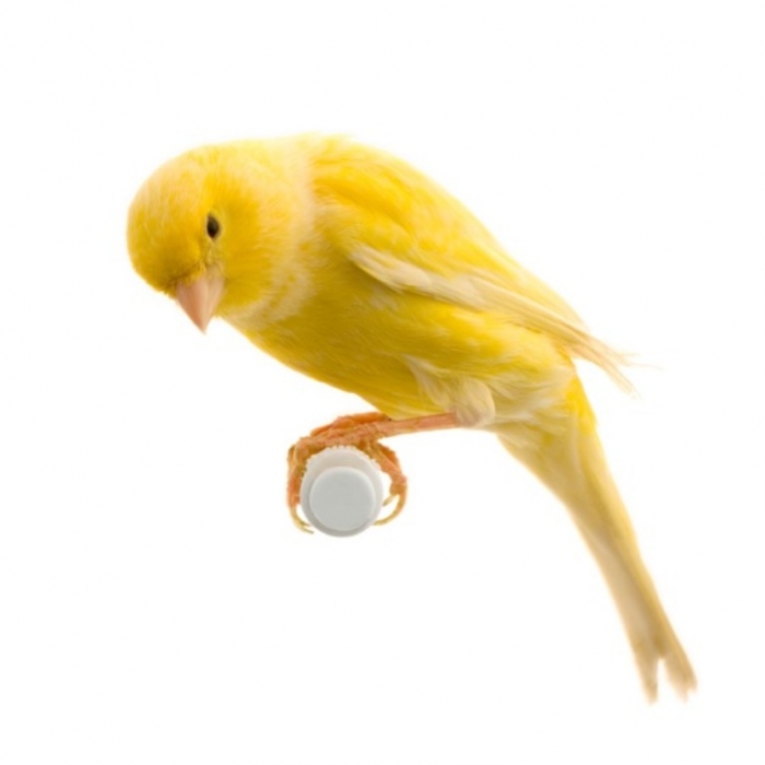 canarybird