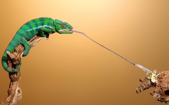 How Can the Chameleon Change Its Color? 11 chameleon-tongue_2473533k