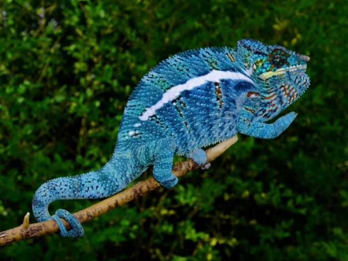 chameleon_blue2 How Can the Chameleon Change Its Color?