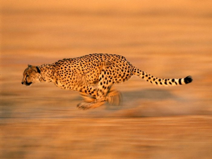 Is Cheetah Going to Be Extinct & Disappear from Our Life? 3 cheetah-run_494_990x742