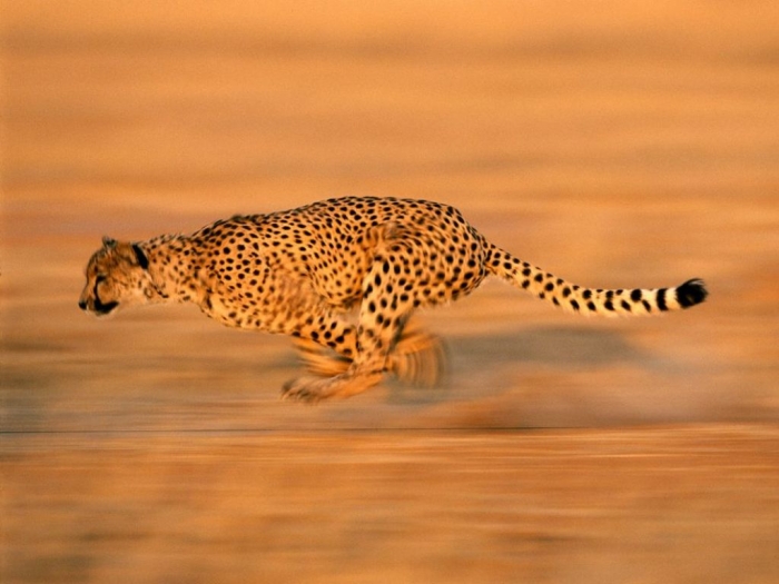 cheetah-run_494_990x742 Is Cheetah Going to Be Extinct & Disappear from Our Life?