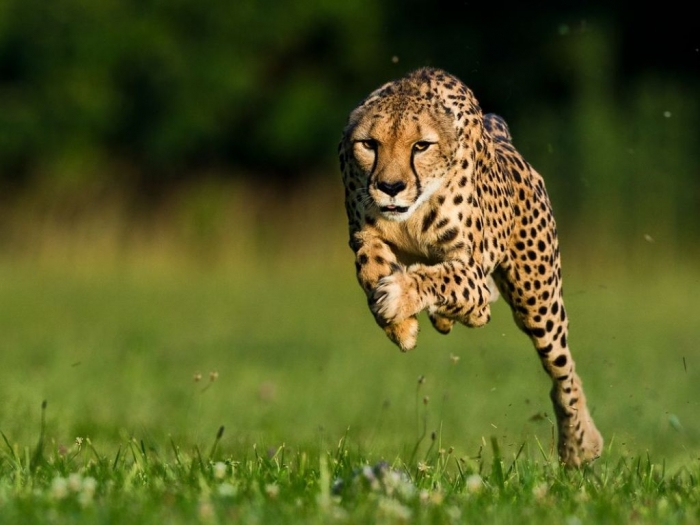 Is Cheetah Going to Be Extinct & Disappear from Our Life? 4 cheetah-world-speed-record-set_57554_990x742