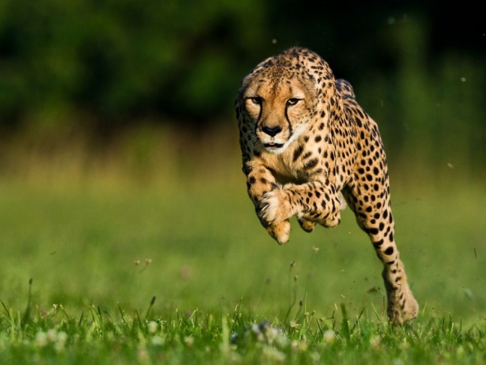 cheetah-world-speed-record-set_57554_990x742 Is Cheetah Going to Be Extinct & Disappear from Our Life?