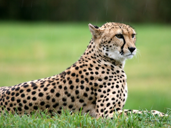 cheetahs1 Is Cheetah Going to Be Extinct & Disappear from Our Life?