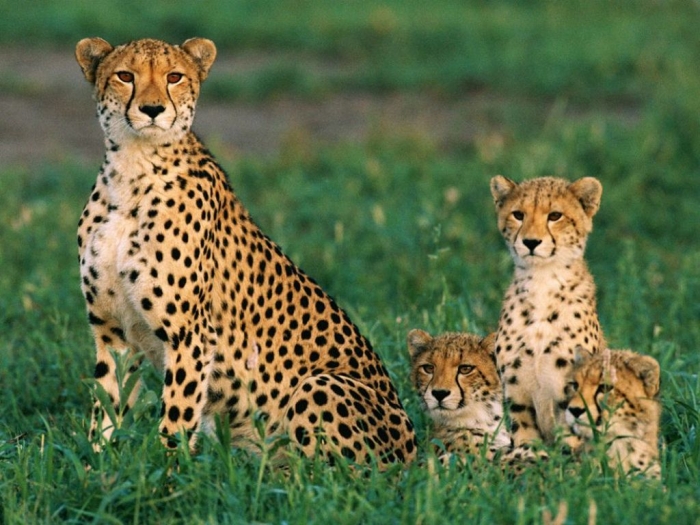 Is Cheetah Going to Be Extinct & Disappear from Our Life? 10 cheetahs_234_990x742
