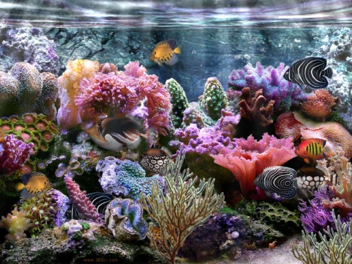 coral-reef-wallpaper-widescreen What Is the Importance of the Magnificent Coral Reefs?