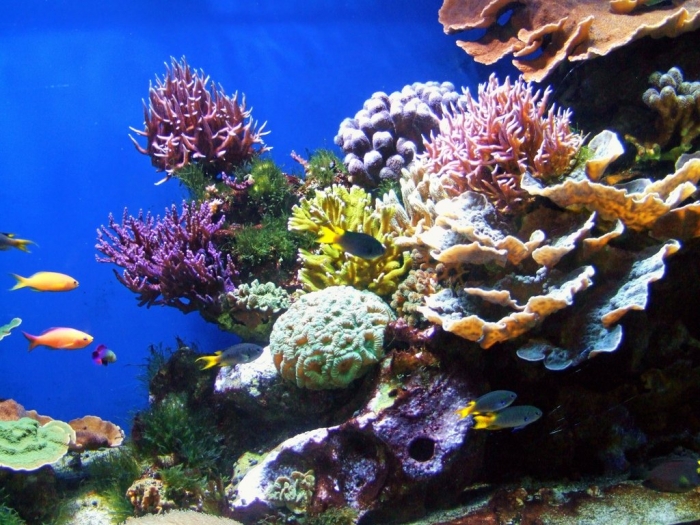 coral_reef_ii_by_kodakboy-d39dk2o What Is the Importance of the Magnificent Coral Reefs?