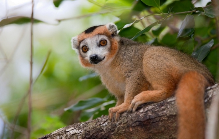 crowned_lemur