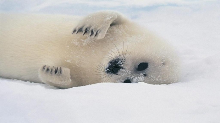 Is It “Sea Lions Or Sea Bears” You Have to Decide 12 cute-sea-lion,1366x768,52676
