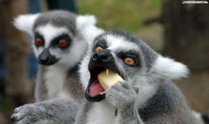 eating_lemur_by_eisenmann87-d2n6r5v