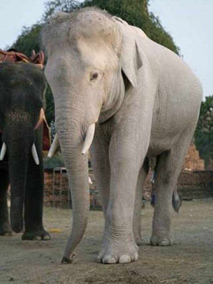 elefante-biacno The White Elephant Is Not a Legend