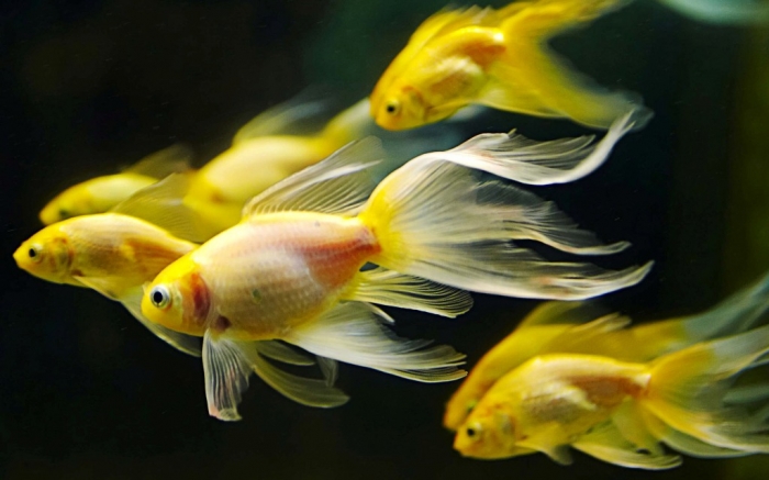 fish-aquarium-qlook
