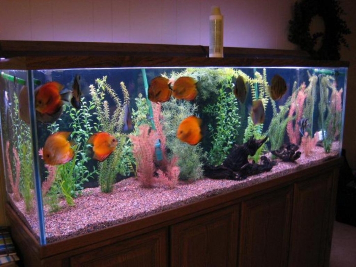 fish-tank-decorations How to Decorate Your Boring Fish Tank