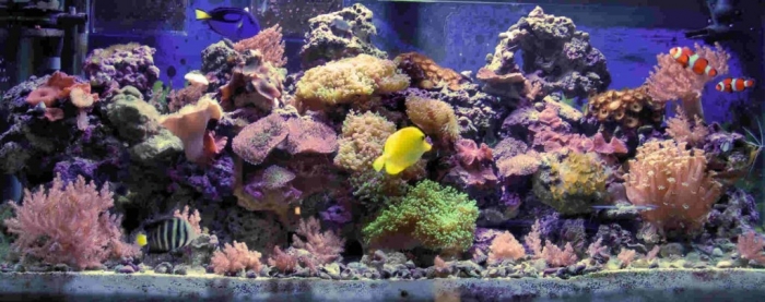 fish-tank-natural-reef-1024x406 How to Decorate Your Boring Fish Tank