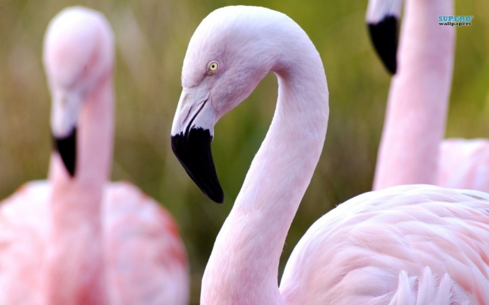 flamingos-8858-1280x800
