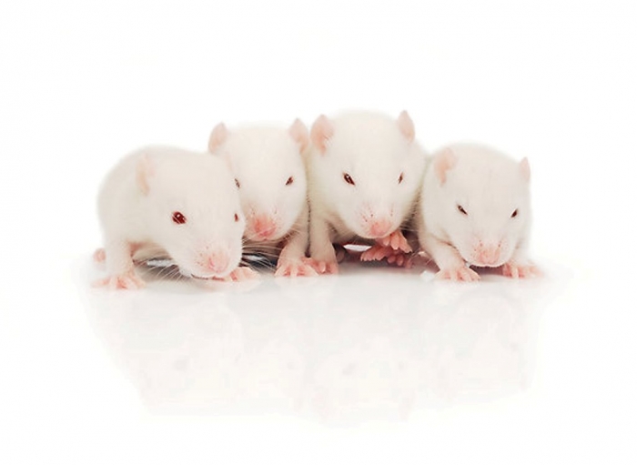 flat550x550075f.u2 Why Are the White Rats Extremely Important?