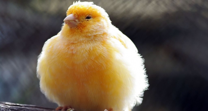 fluffy-canary-bird-wallpaper-20142 “ Canary” The Bird of Kings, Rich People & Miners