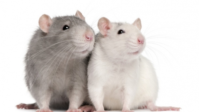 foto-rats-744x420 Why Are the White Rats Extremely Important?
