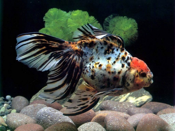 freshwater-tropical-fish-desktop-backgrounds