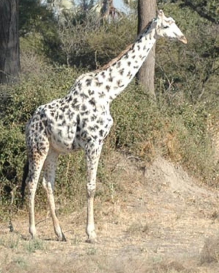 giraffe-tall