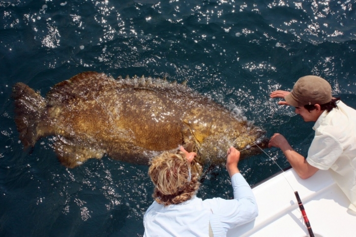 goliath_grouper_fishing_gallery
