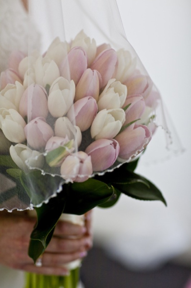 How to Increase the Beauty of White Tulip Flowers 20 h0a6vyc28c