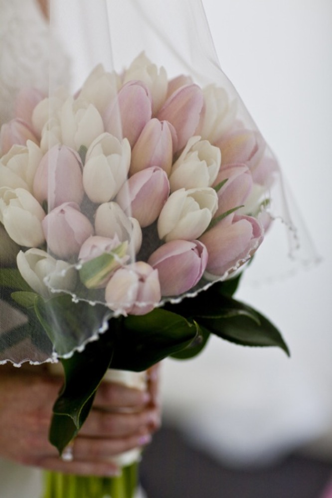 h0a6vyc28c How to Increase the Beauty of White Tulip Flowers