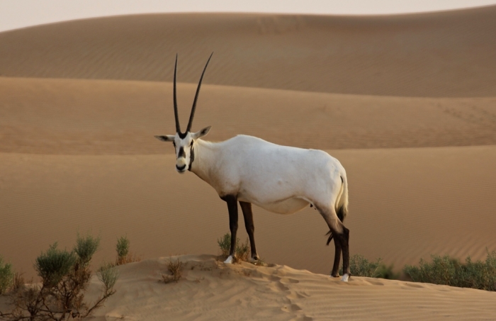 img_7606-version-2 The Arabian Oryx Returns Back to Life