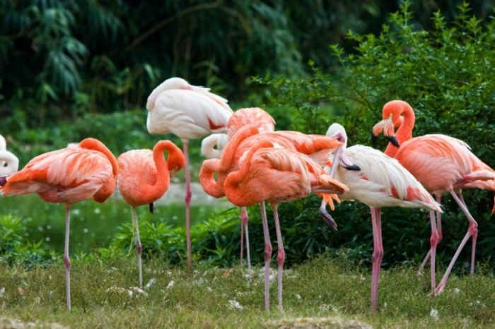 istock000004767349smallZ Strange Facts about the Most Beautiful Bird on Earth “Flamingo”