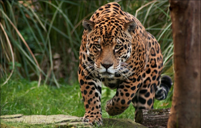 jaguar_by_alannahily-d34ju3t