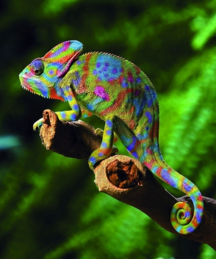 l-chameleons1 How Can the Chameleon Change Its Color?