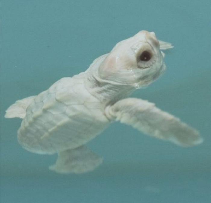 l-white-sea-turtle. Do the White Turtles Really Exist on Earth?