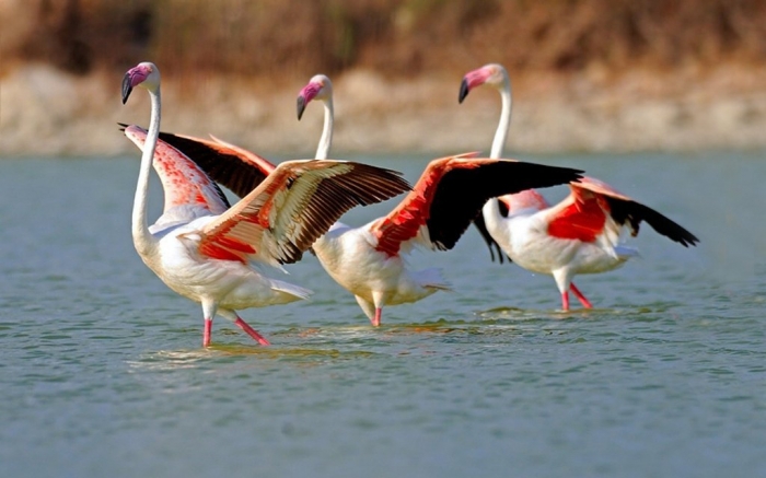 lake_in_flamingo_birds-wide