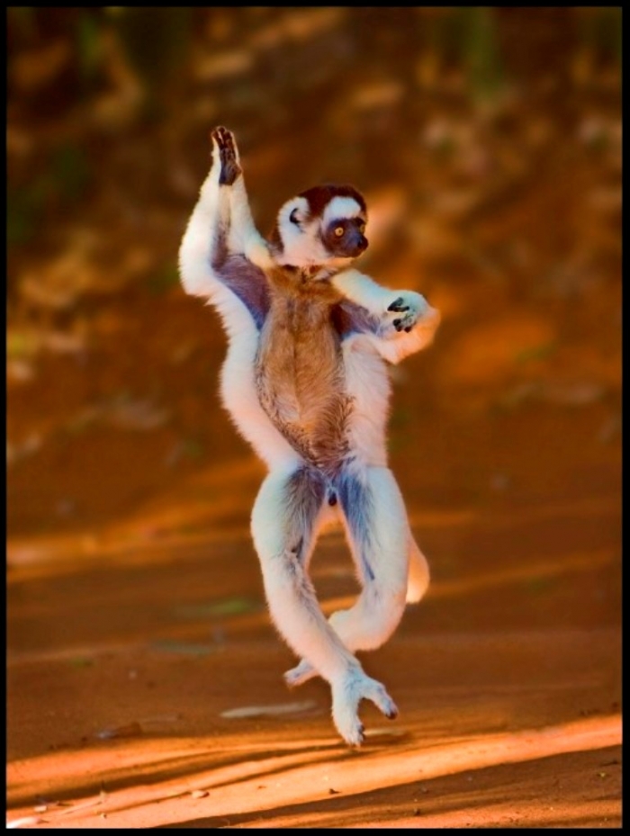 lemur-dance-2