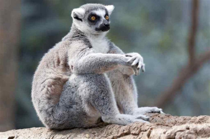 lemur-northrup
