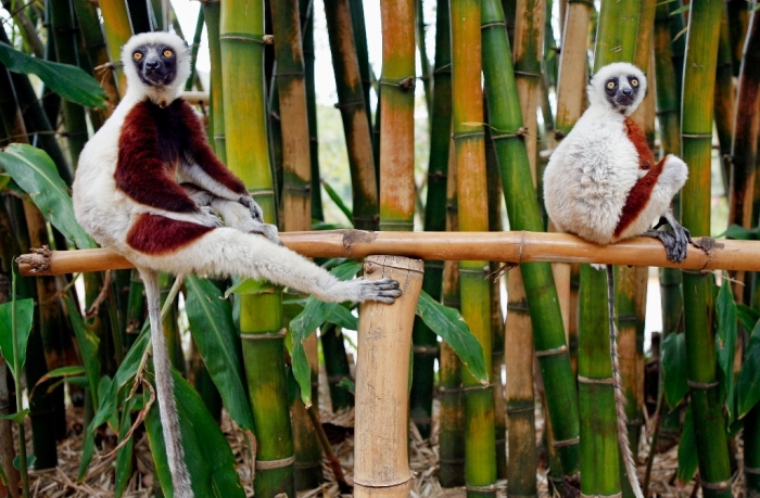 lemurs-love-smell-valentines-s2048x1343-p