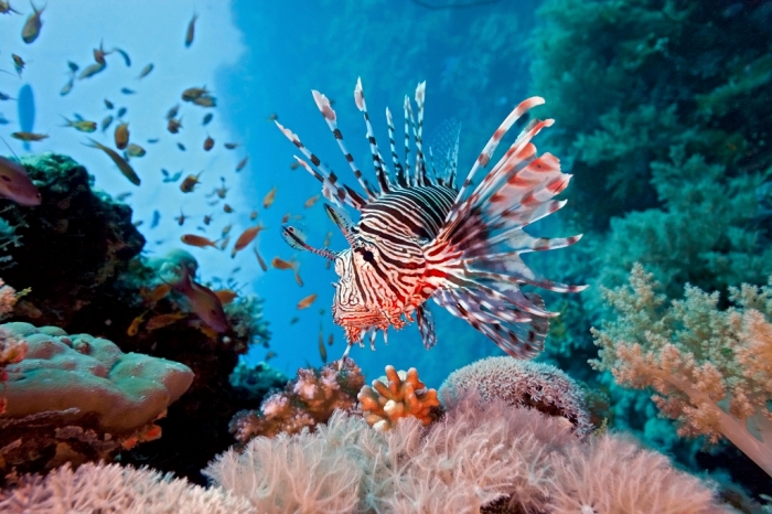 lionfish-coral-reef