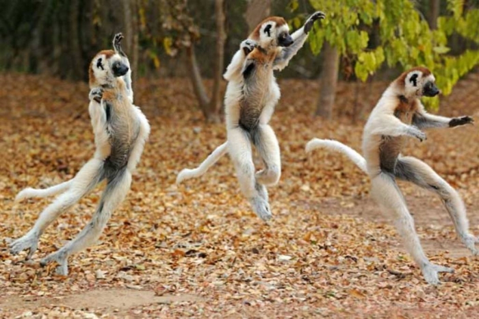 madagaskar-3
