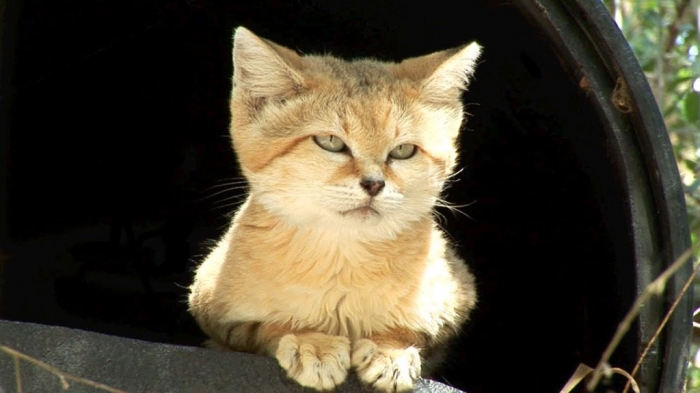 Why Is the Sand Cat the Strongest Cat on Earth? 22 maxresdefault.