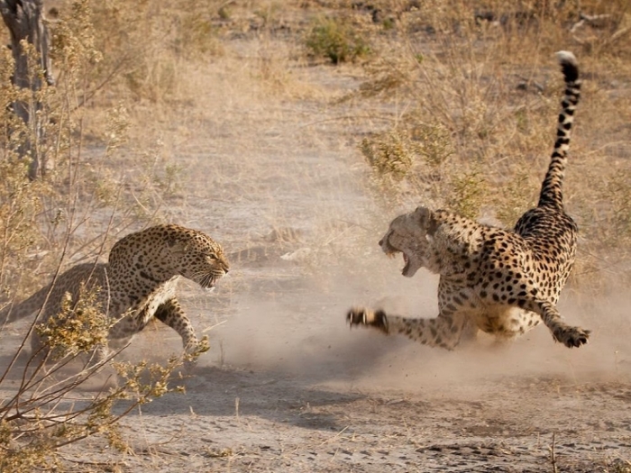 Is Cheetah Going to Be Extinct & Disappear from Our Life? 8 maxresdefault