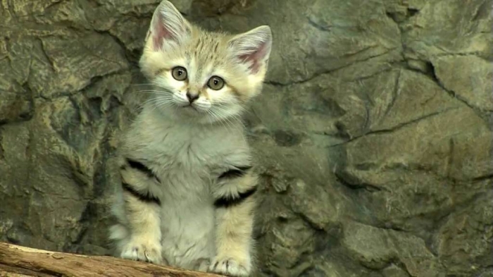 Why Is the Sand Cat the Strongest Cat on Earth? 18 maxresdefault